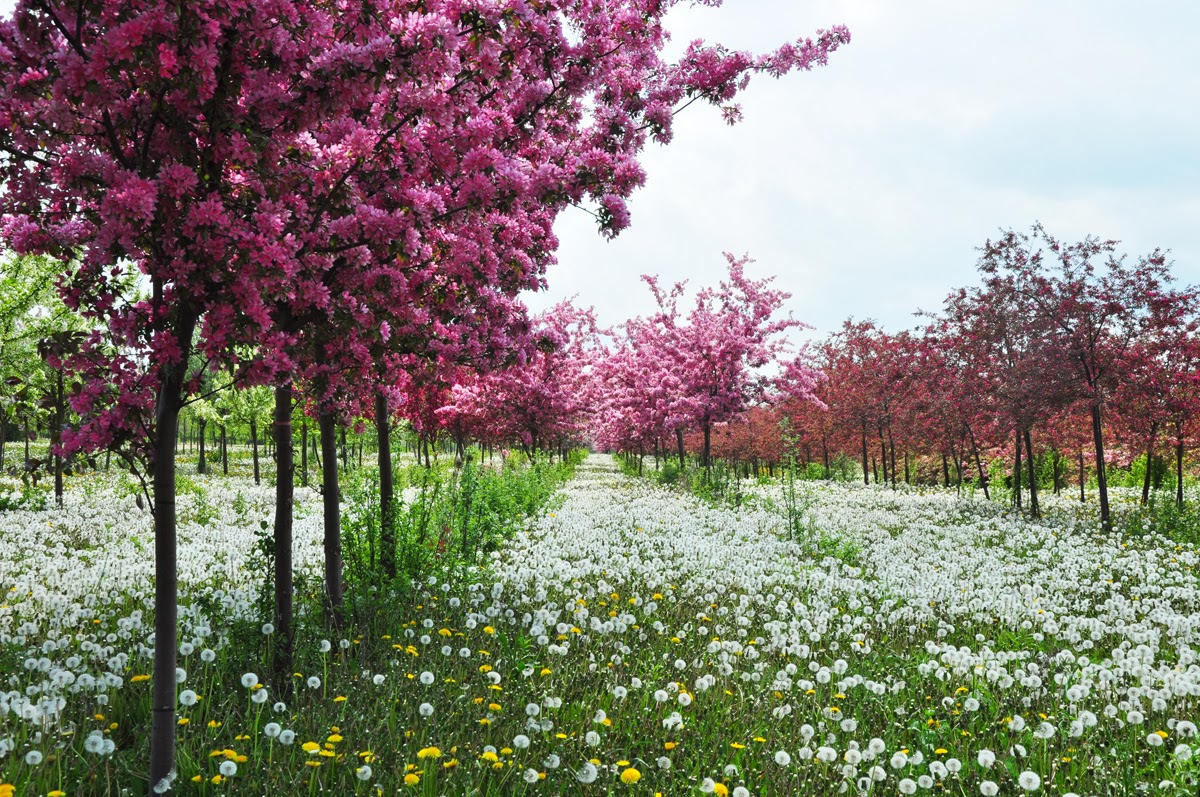 Spring tree. Весеннее цветение деревьев. Цветение деревьев России. Летние цветы деревья. Деревья цветущие в июне.