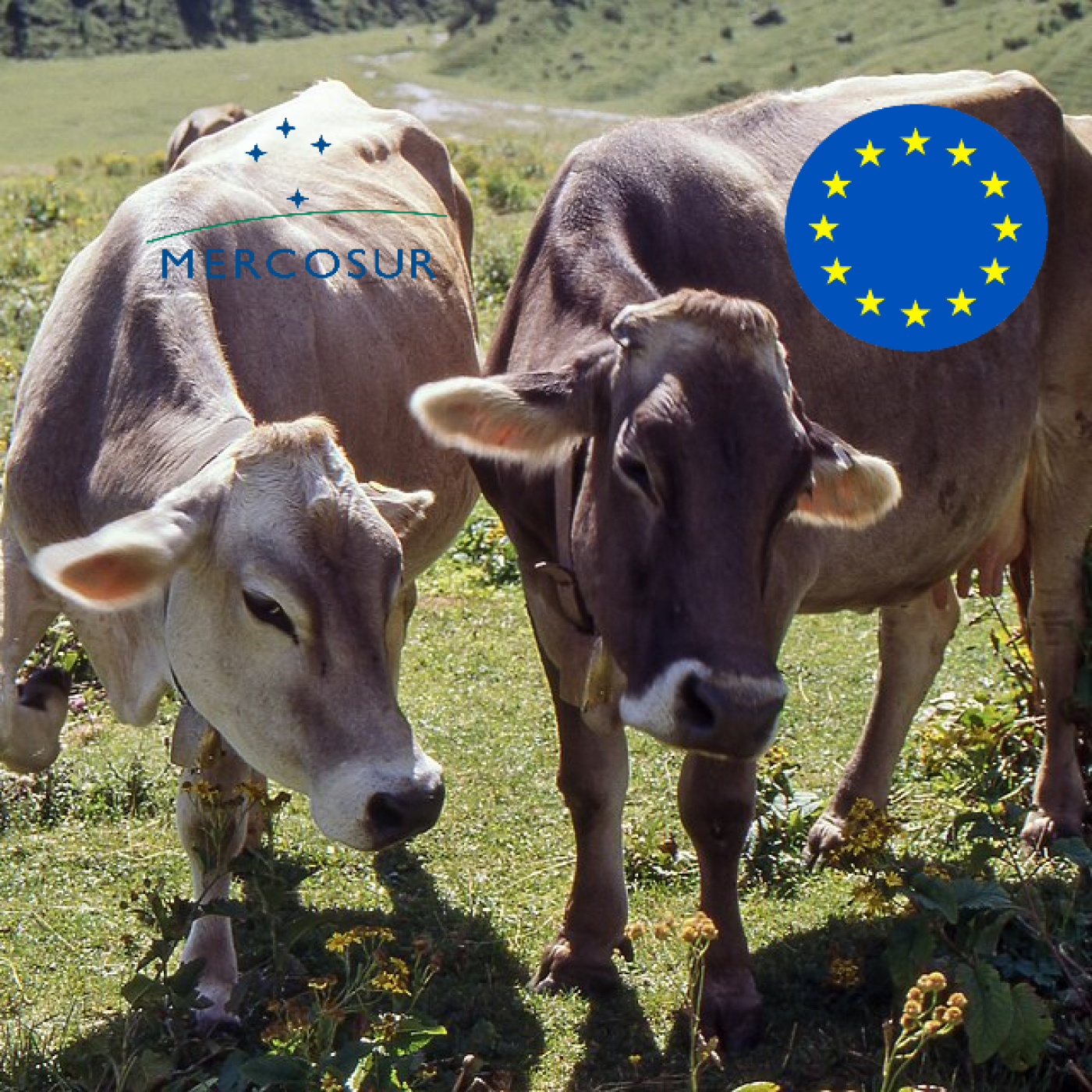 Dogovorjeni kravi se ne gleda v zobe episode artwork