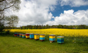 Čebelarjenje in kmetijstvo.