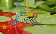 Google dragonfly