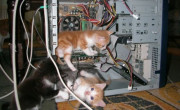 Cats in computer