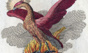 Phoenix - Fabelwesen