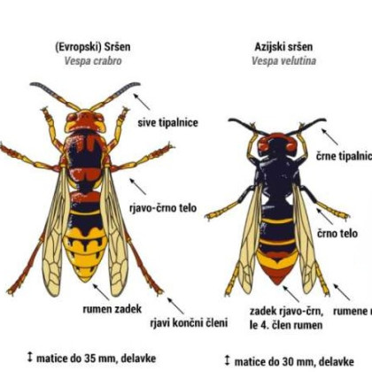 risbi azijskega in evropskega sršena