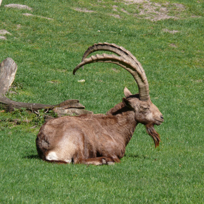 kozorogec
