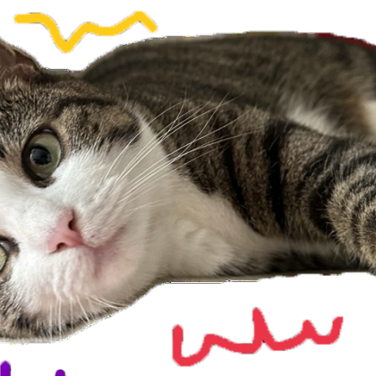 mačka čačka