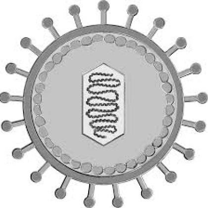 virus