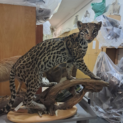 Dermoplastika velike mačke