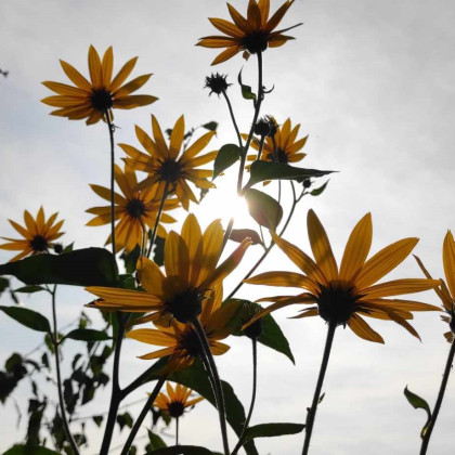 Seznam skladb za 14. 2. 2026, 14.00–18.00 (Mojca Teržan)