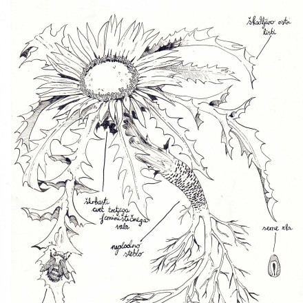 Botanična ilustracija bodeče neže s tušem, spodaj naslov: anatomija feminističnega plevela.