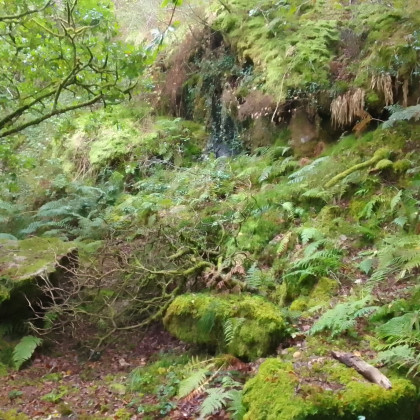 cover photo, containing a very compressed picture of a forest with some mossy rocks and some ferns