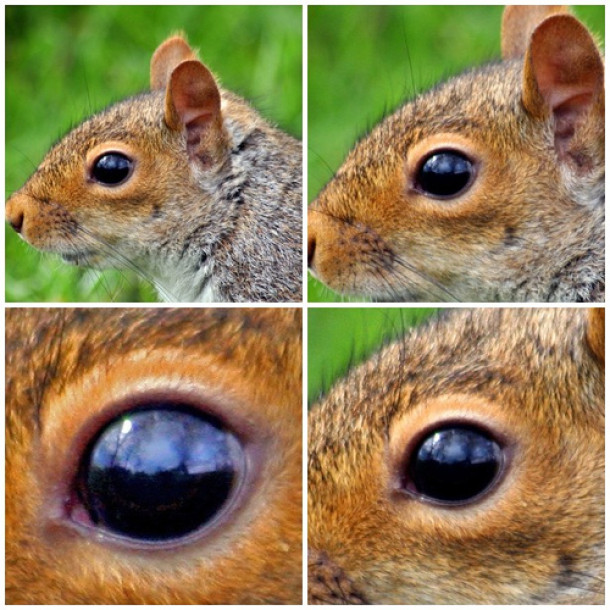 the eyes of the squirrel watching!