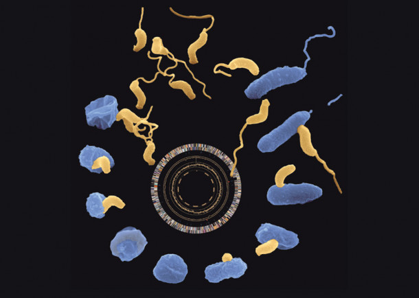 Življenjski cikel bakterije Bdellovibrio bacteriovirus.