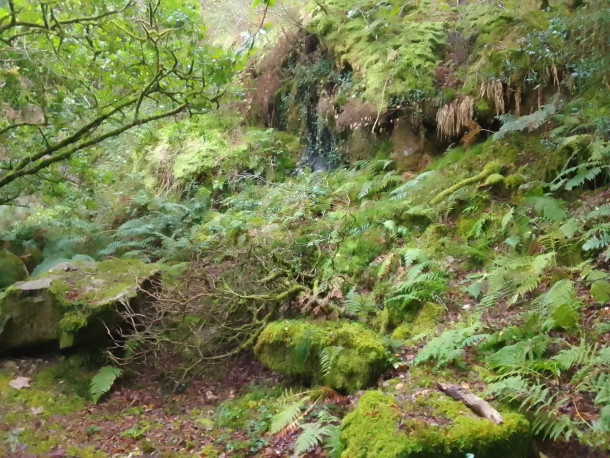 cover photo, containing a very compressed picture of a forest with some mossy rocks and some ferns