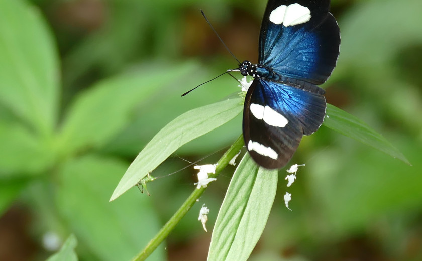 Metulj vrste Heliconius sara