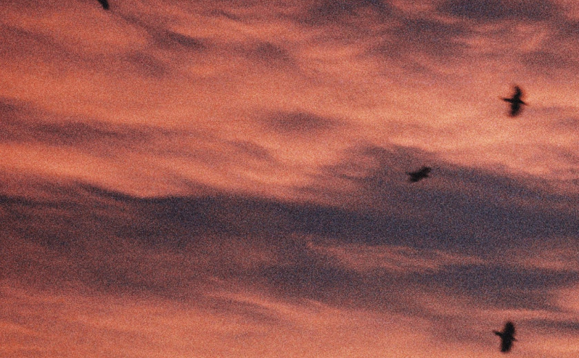 Rope or Guillotine: V.A. – All Birds Return (benefit kompilacija za Palestino) z gostom Jako Boličem