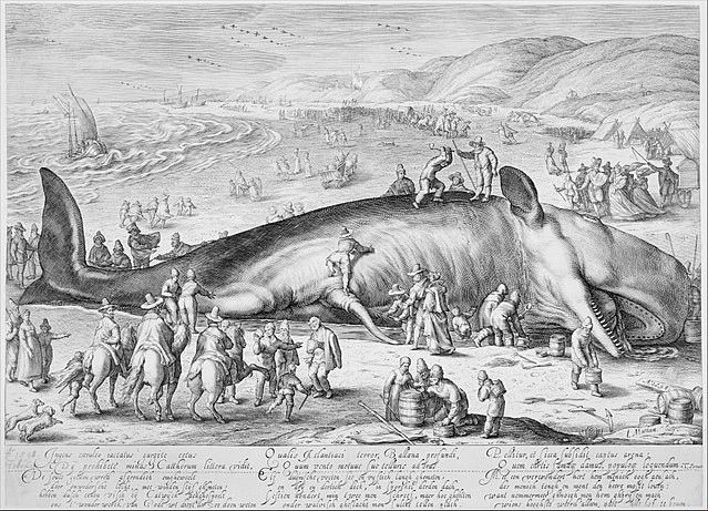 Jacob Matham, Beached whale (1598)