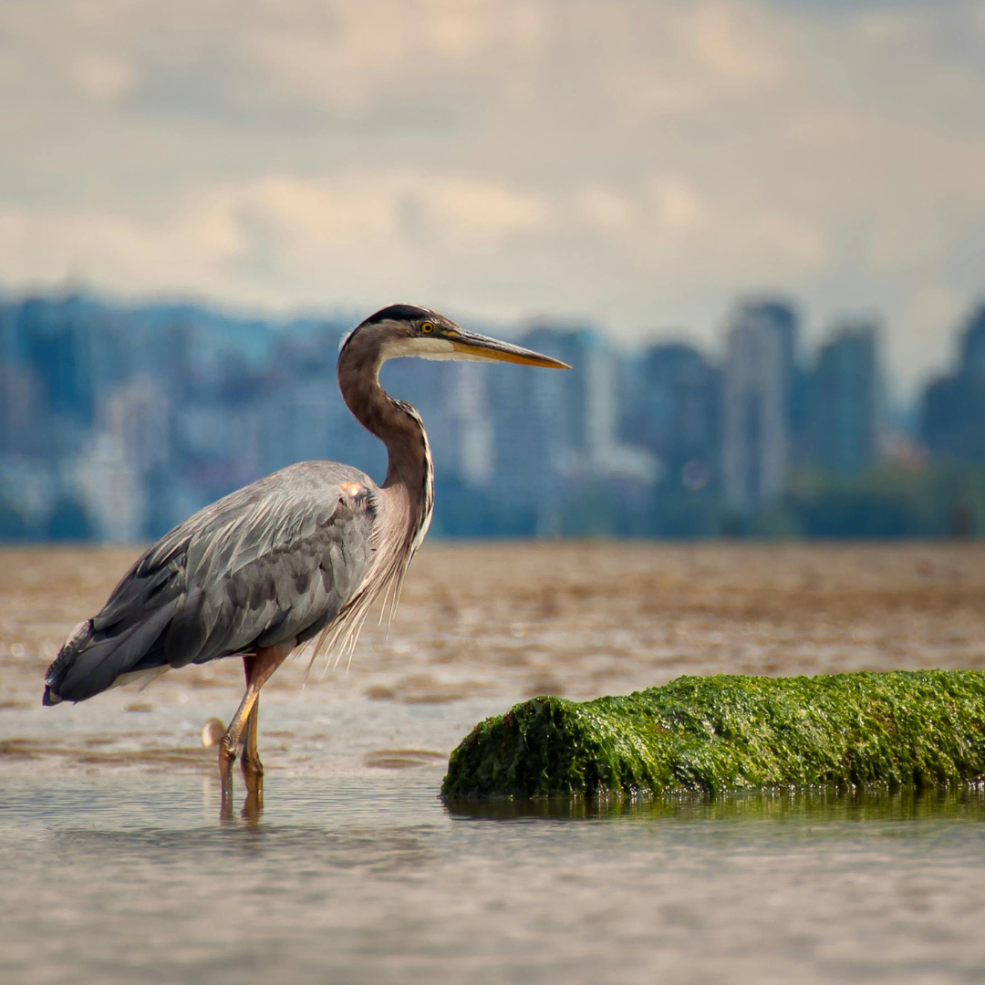 Great Blue Heron Standing On Water