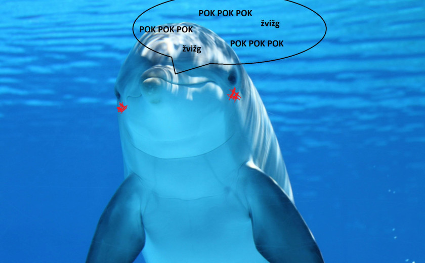 Delfin z napisom, ki imitira oglašanje delfinov med klicanjem samic