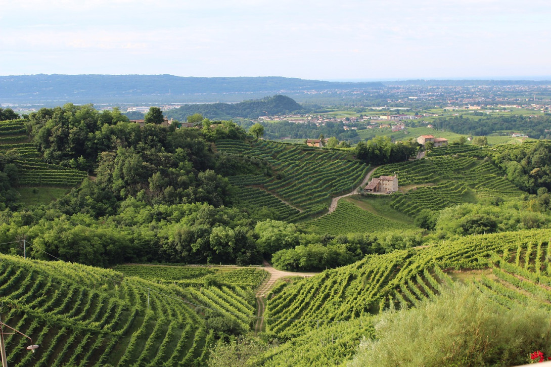 Vinogradna krajina