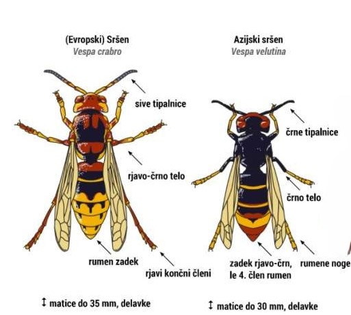 risbi azijskega in evropskega sršena