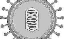 virus