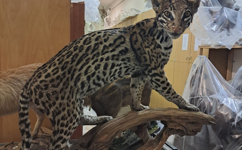 Dermoplastika velike mačke