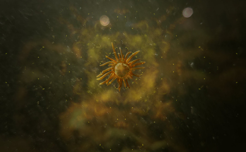 Avi C Engel: FC8 - Mote