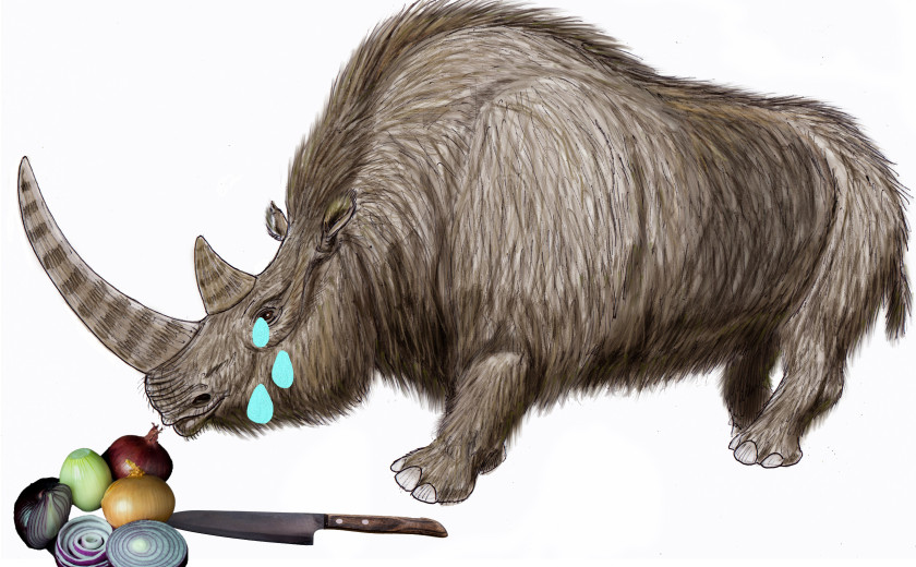 Dlakavi nosorog toči solze zaradi rezanja čebule