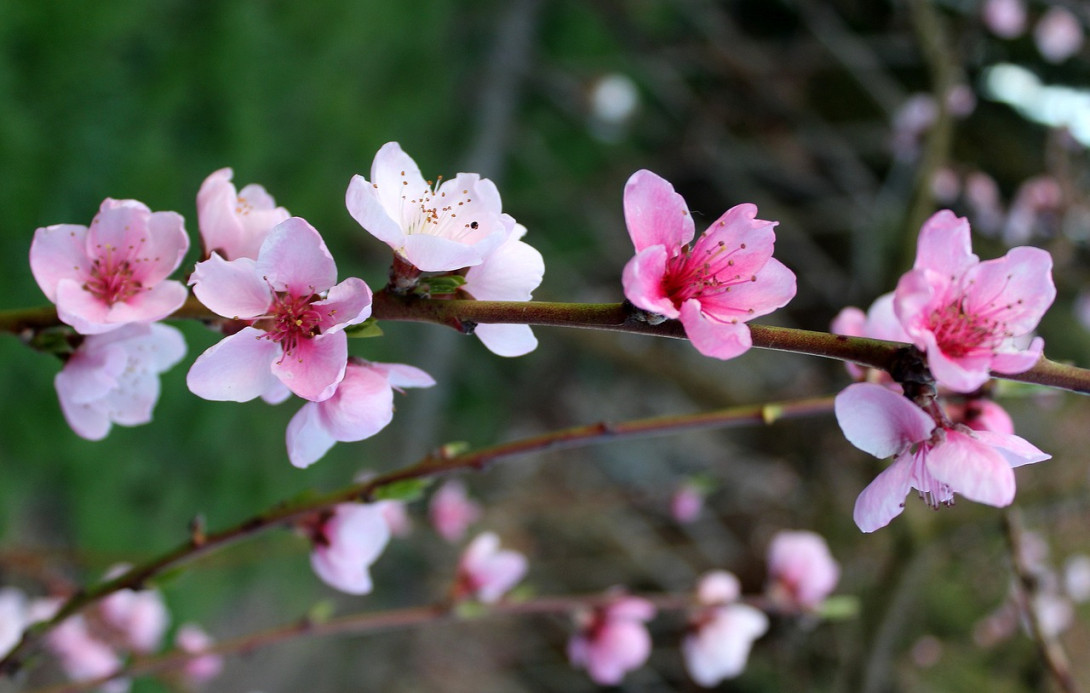 prunus persica