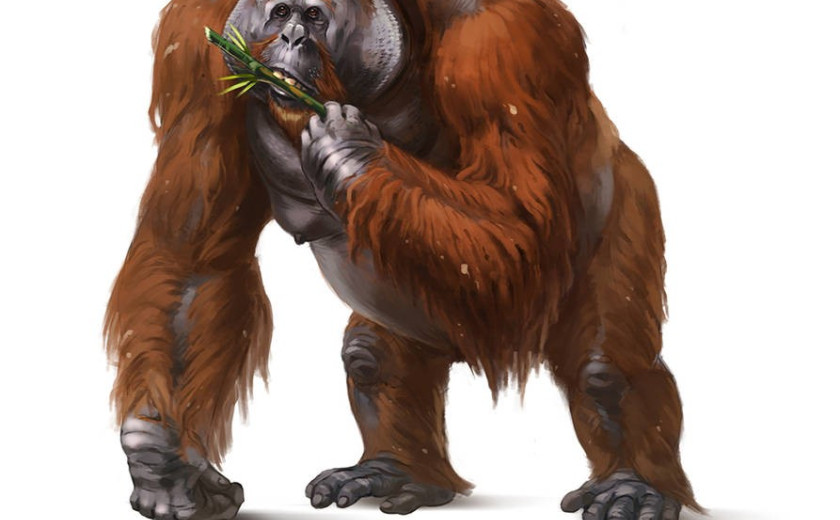 MONKE