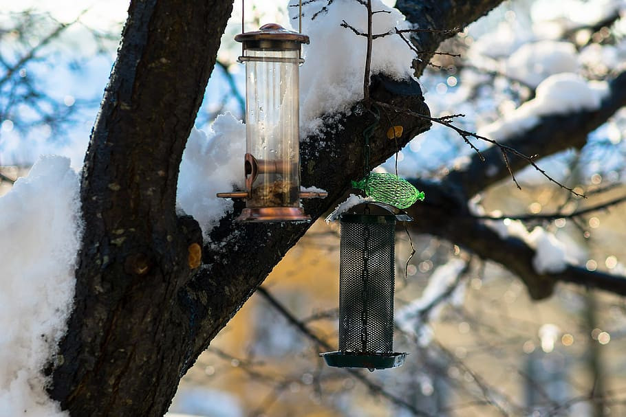 nom nom