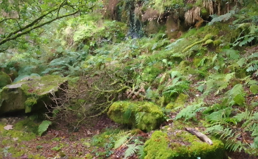 cover photo, containing a very compressed picture of a forest with some mossy rocks and some ferns