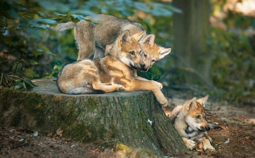 volkec x3